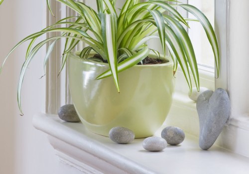 Cute Gifts Ideas Like the Best Air Filtering and Purifying Plants